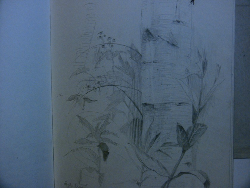 From Bronte Creek Provincial Park