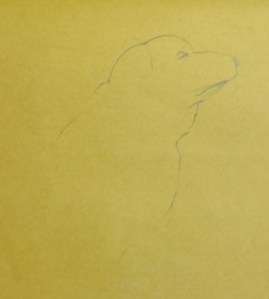 A study of Charlie, my parents dog and surrogate grandchild.