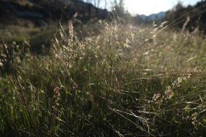 Morning light cutting through  fields of wheat grass.